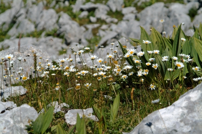 Margherite per Margherita (Ametista)